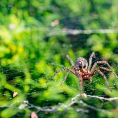 Pająki tworzą misterną sieć na tle zieleni.