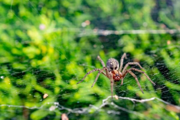 Pająki tworzą misterną sieć na tle zieleni.