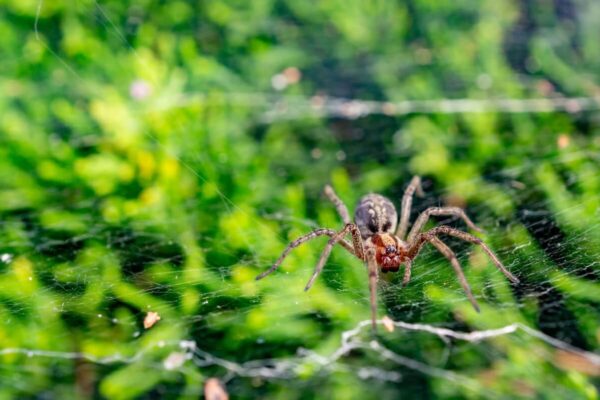 Pająki tworzą misterną sieć na tle zieleni.