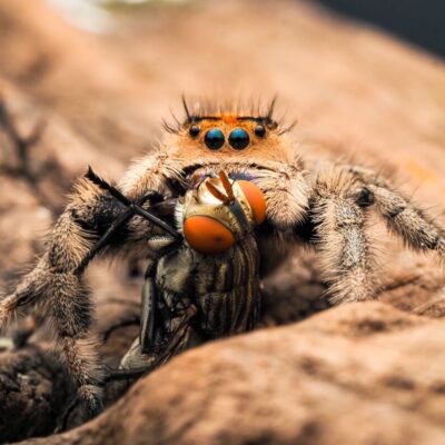 Skakuny polują na muchę na kawałku drewna.