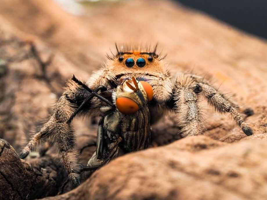 Skakuny polują na muchę na kawałku drewna.