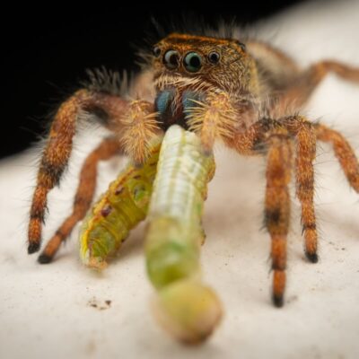 Skakuny jedzą zieloną larwę na białym tle.