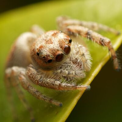 Skakuny siedzą na liściu, ukazując swoje duże oczy.