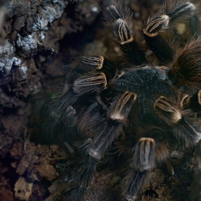 Blisko ziemi widać dużego pająka, który należy do rodziny ptaszników.