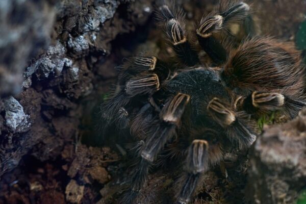 Blisko ziemi widać dużego pająka, który należy do rodziny ptaszników.