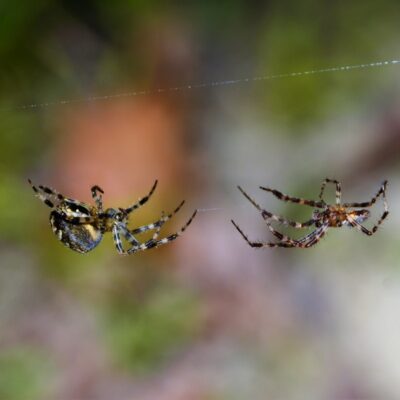 Dwa pająki wiszą na nitkach pajęczyny.