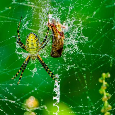 Pająki budują misterną sieć wśród zielonych roślin.