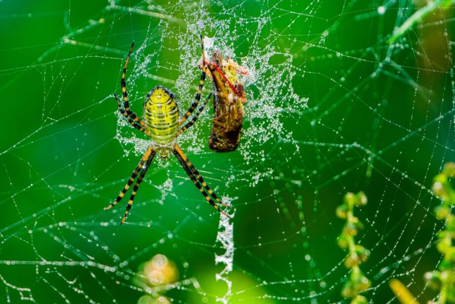 Pająki budują misterną sieć wśród zielonych roślin.