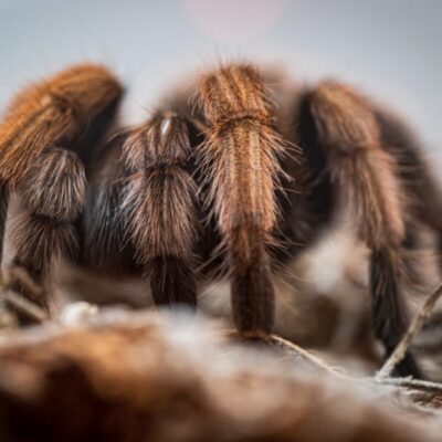 Zbliżenie na pająka, którego gęste włoski są charakterystyczne dla ptaszników.