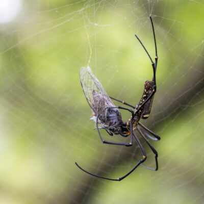Pająki łapią owady w swoje sieci.