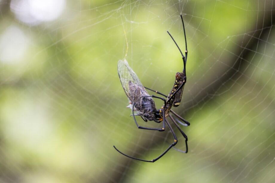 Pająki łapią owady w swoje sieci.