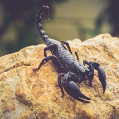 Na kamieniu siedzi czarny skorpion, ukazując fascynujący świat skorpionów.