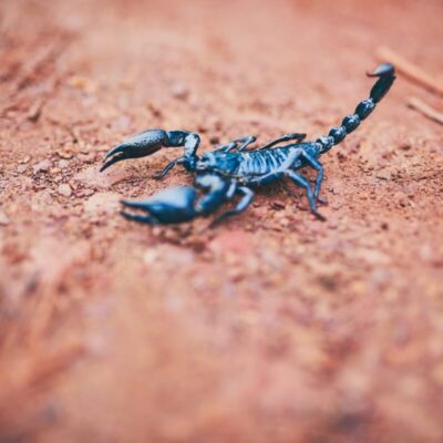 Na zdjęciu jest ciemny skorpion na ziemi, gdzie skorpiony naturalnie występują.