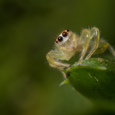 Skakun siedzi na zielonym liściu.