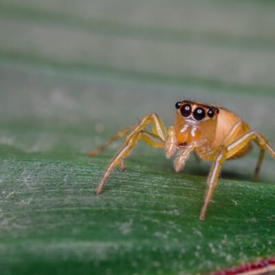 Skakuny siedzą na zielonym liściu.