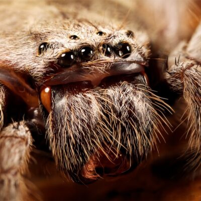 Zbliżenie na głowotułów ptasznika z widocznymi oczami i włoskami.