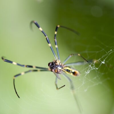 Pająki tworzą skomplikowane pajęczyny, aby złapać ofiarę.