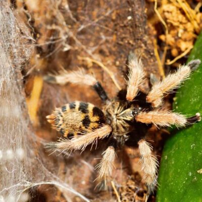 Na zdjęciu widoczny jest ptasznik na tle roślin i pajęczyny.