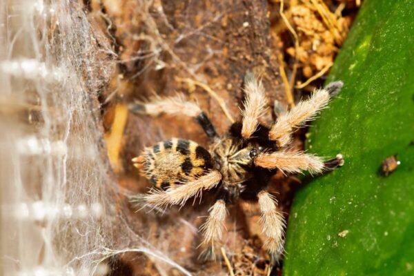 Na zdjęciu widoczny jest ptasznik na tle roślin i pajęczyny.