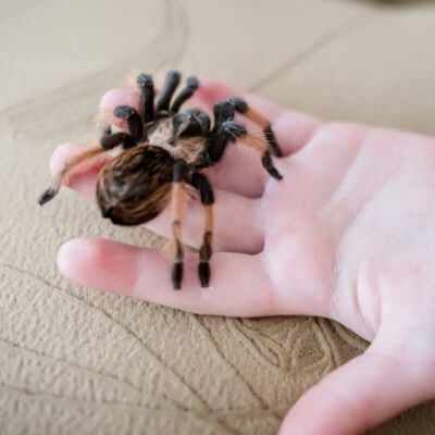 Dziecko trzyma na dłoni ptaszniki.