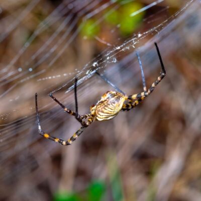 Na pajęczynie wisi kolorowy pająk, typowy przedstawiciel pająków.