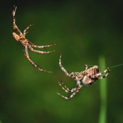 Dwa pająki zwisają na nici pajęczej na zielonym tle.