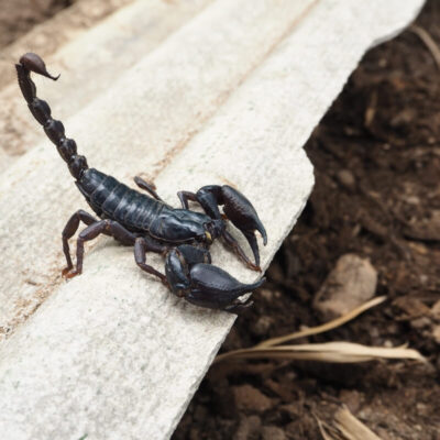 Skorpiony w naturze ukazują swoją groźną stronę na tle gleby.
