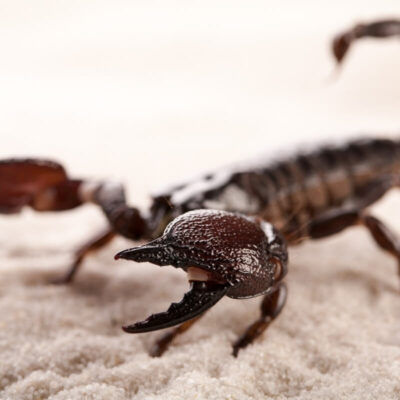 Skorpiony na pustynnym piasku prezentują swoje imponujące kleszcze.