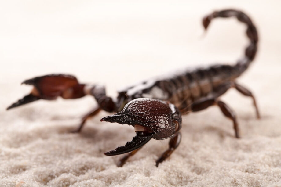 Skorpiony na pustynnym piasku prezentują swoje imponujące kleszcze.