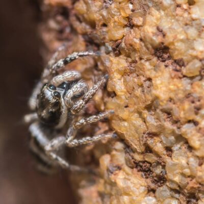 Skakuny wspinają się po szorstkiej powierzchni skały.