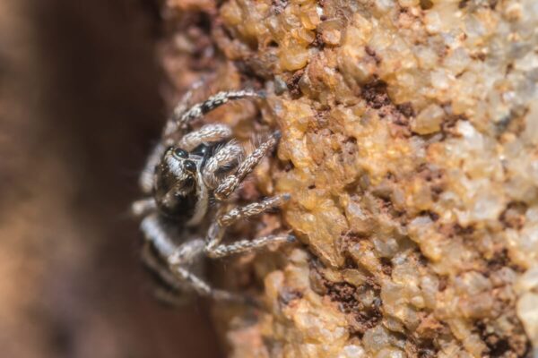 Skakuny wspinają się po szorstkiej powierzchni skały.