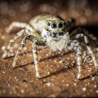 Mały pająk z rodziny skakunów na brązowym tle.