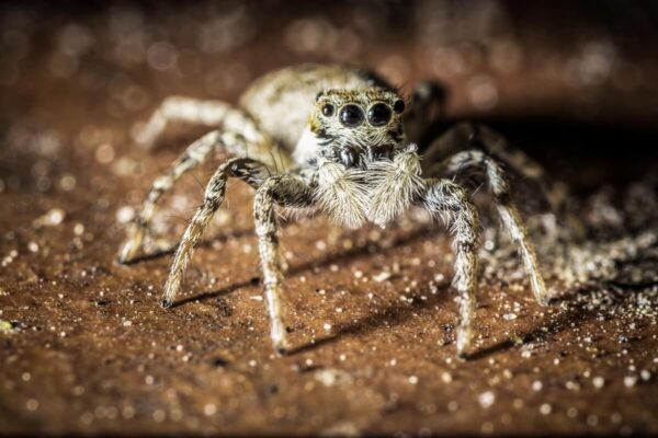 Mały pająk z rodziny skakunów na brązowym tle.