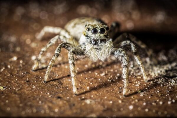 Mały pająk z rodziny skakunów na brązowym tle.