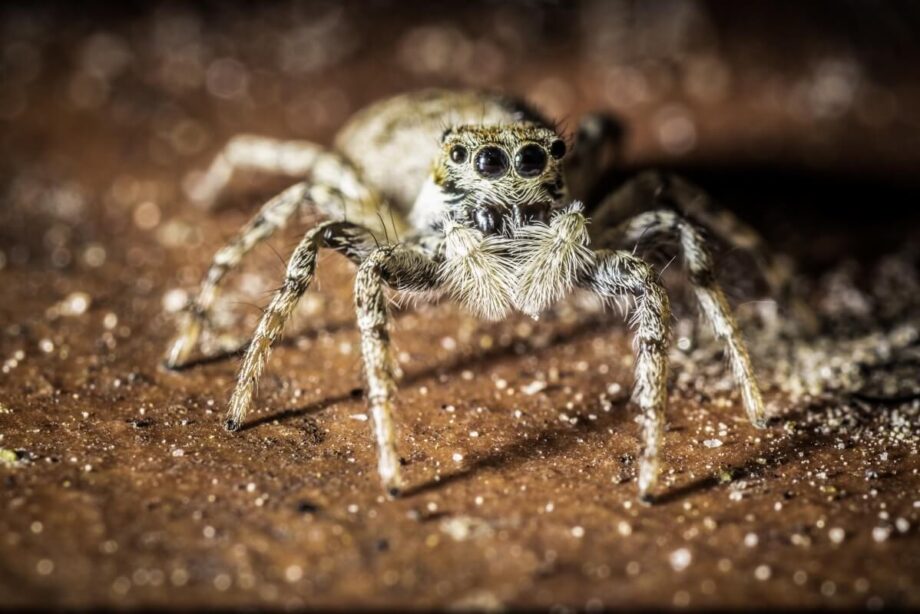 Mały pająk z rodziny skakunów na brązowym tle.