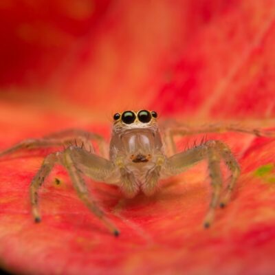 Skakuny odpoczywają na kolorowym liściu.