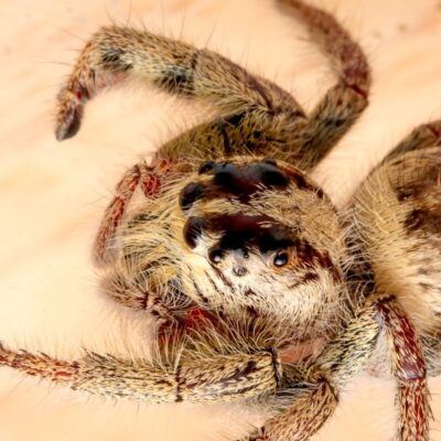 Agresywny ptasznik w terrarium: przerwać obsługę, cofnąć narzędzie i zamknąć zbiornik; wznowić po uspokojeniu, ograniczając bodźce i wibracje.