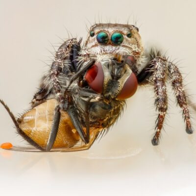Oświetlenie w terrarium ze skakunami: fotoperiod 10–12 h światła i 12–14 h ciemności, neutralne światło dzienne, 22–26°C; UVB opcjonalne.