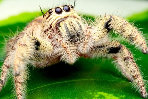 Długość życia skakunów w hodowli zależy od płci, dojrzewania i bezstresowych wylinek; sprzyja 22–26°C, wentylacja krzyżowa i mikrokrople wody.