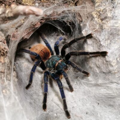 Ucieczka skorpiona z terrarium: izolacja pokoju, poszukiwania przy ścianach po zmroku z latarką UV, odłów pojemnikiem i kontrola zabezpieczeń.