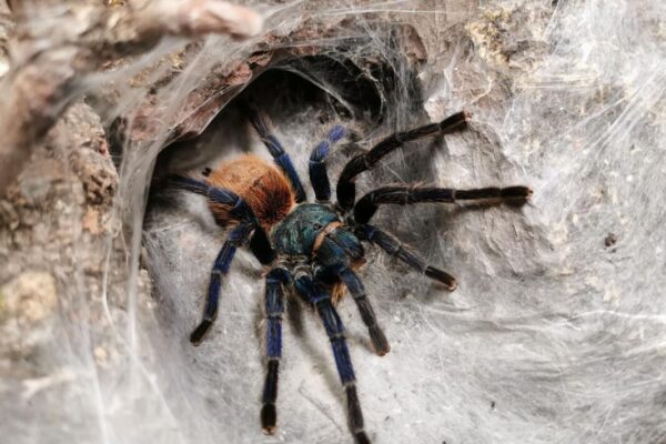 Ucieczka skorpiona z terrarium: izolacja pokoju, poszukiwania przy ścianach po zmroku z latarką UV, odłów pojemnikiem i kontrola zabezpieczeń.