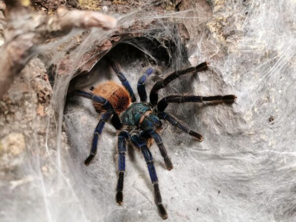 Ucieczka skorpiona z terrarium: izolacja pokoju, poszukiwania przy ścianach po zmroku z latarką UV, odłów pojemnikiem i kontrola zabezpieczeń.
