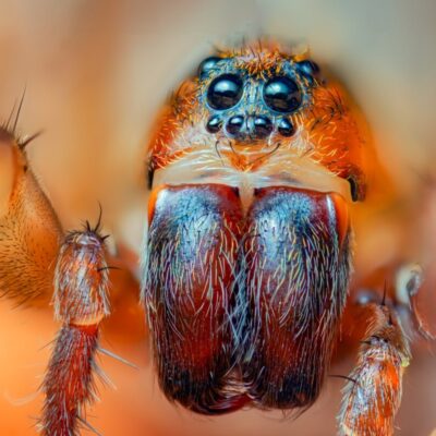 Terrarium dla skakunów powinno być wysokie: pion daje trasy wspinaczki, punkty czatowania i miejsce na kryjówkę z przędzy w górnej strefie.