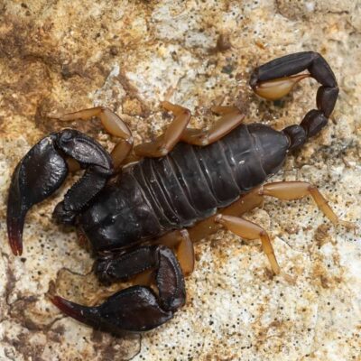 Czyszczenie terrarium ze skorpionem bez przenoszenia: sprzątanie punktowe etapami, przegroda, długa pęseta i łyżka, bez chemii.