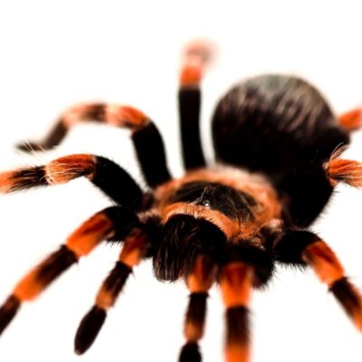 Terrarium dla ptasznika naziemnego: duże dno, grube podłoże, niska strefa spadku; dla nadrzewnego: wysokość, kryjówka pionowa, zaczepy do pajęczyny.