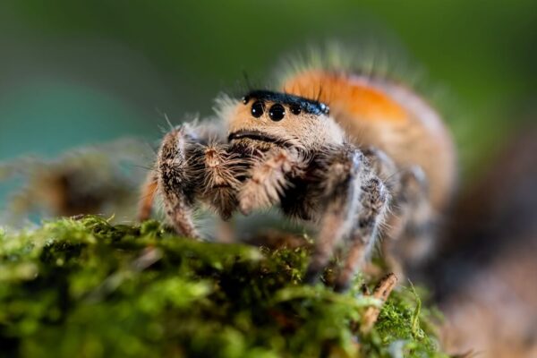 Stres u skakunów w terrarium wywołują zaduch lub przeciąg, wibracje i brak pionu; objawy to odmowa polowania, bieganie po szybach, próby wyskoku.