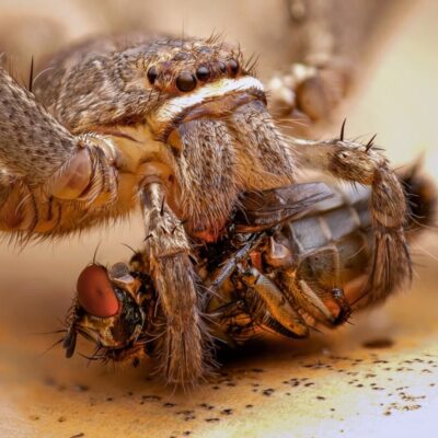 Jak ocenić stan ptasznika po zakupie: postawa, reakcje, oddech i odwłok; 22–26°C, poidełko, 24–48 h obserwacji bez karmienia.